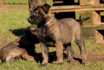 TAZ (Collier Bleu)