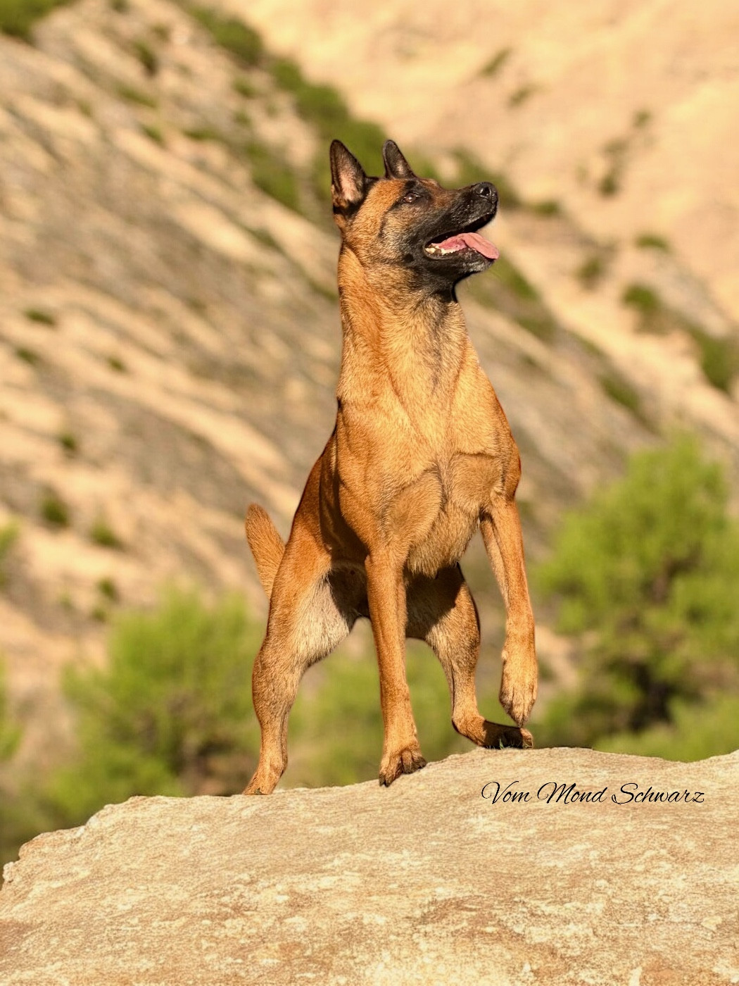 Raven tek de la vallée du grand loup