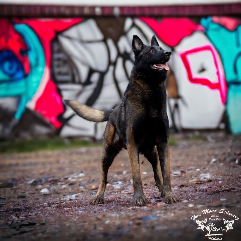 Hector iwarrusskennel