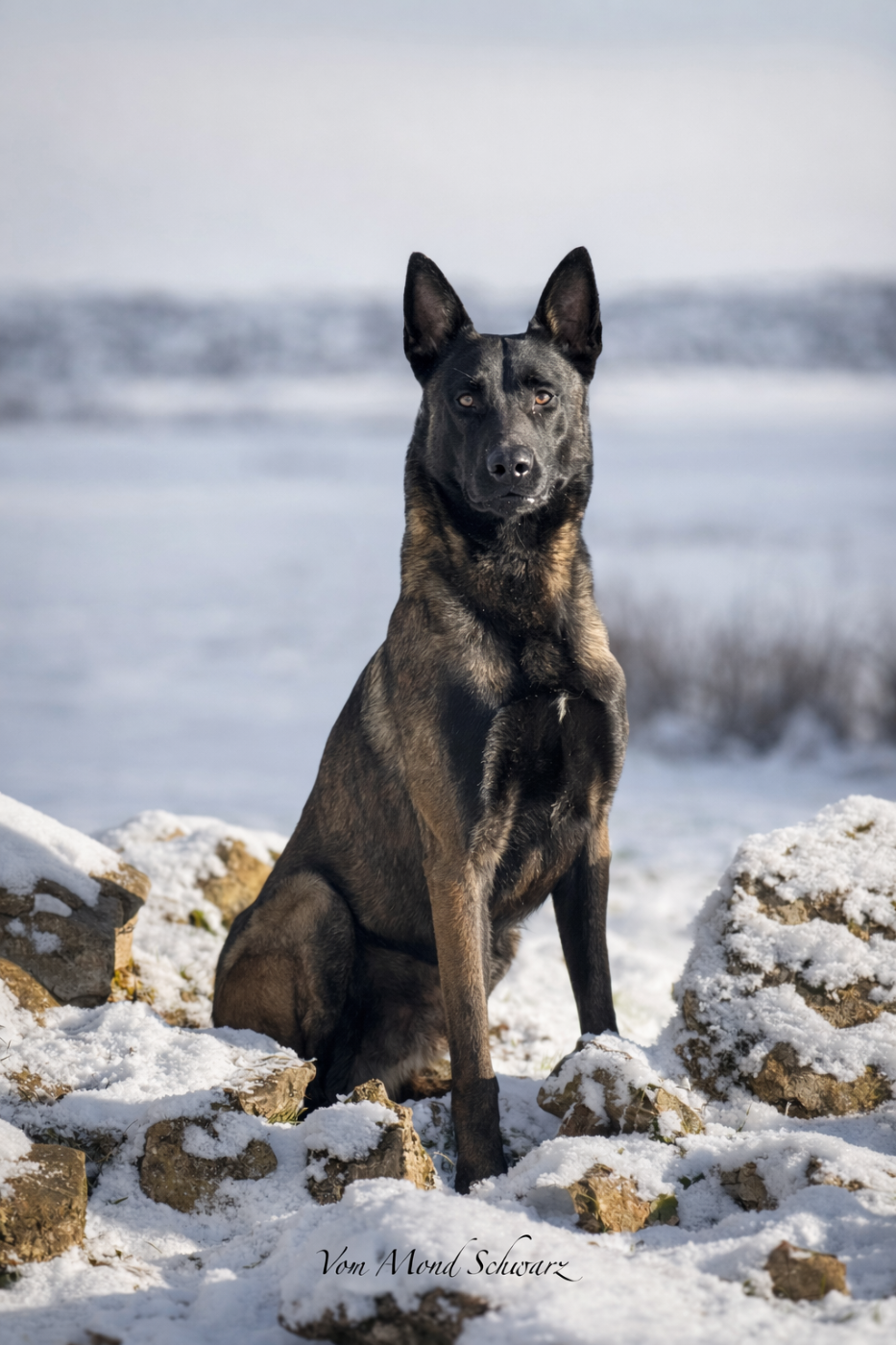 Veselko dark Vom Mond Schwarz
