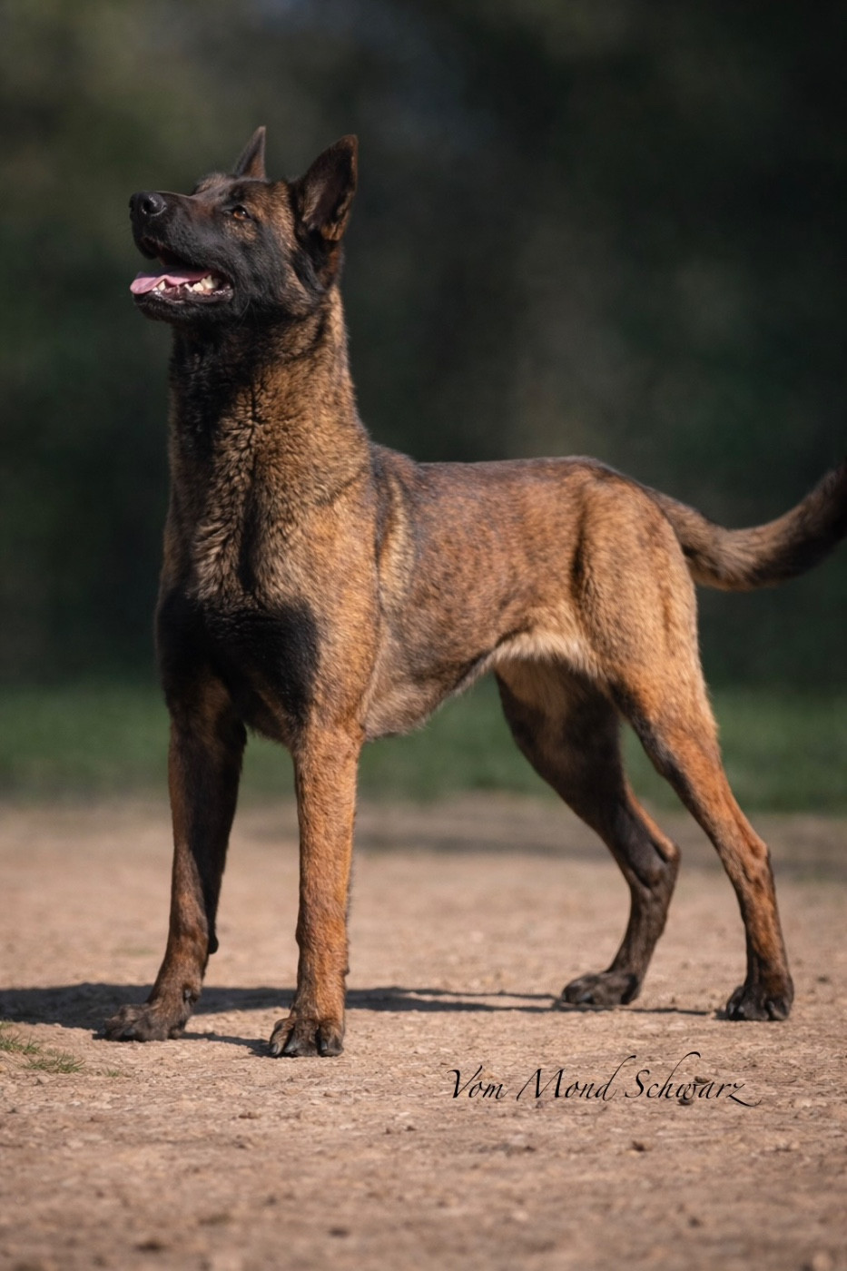 Victoria ùnica Vom Mond Schwarz