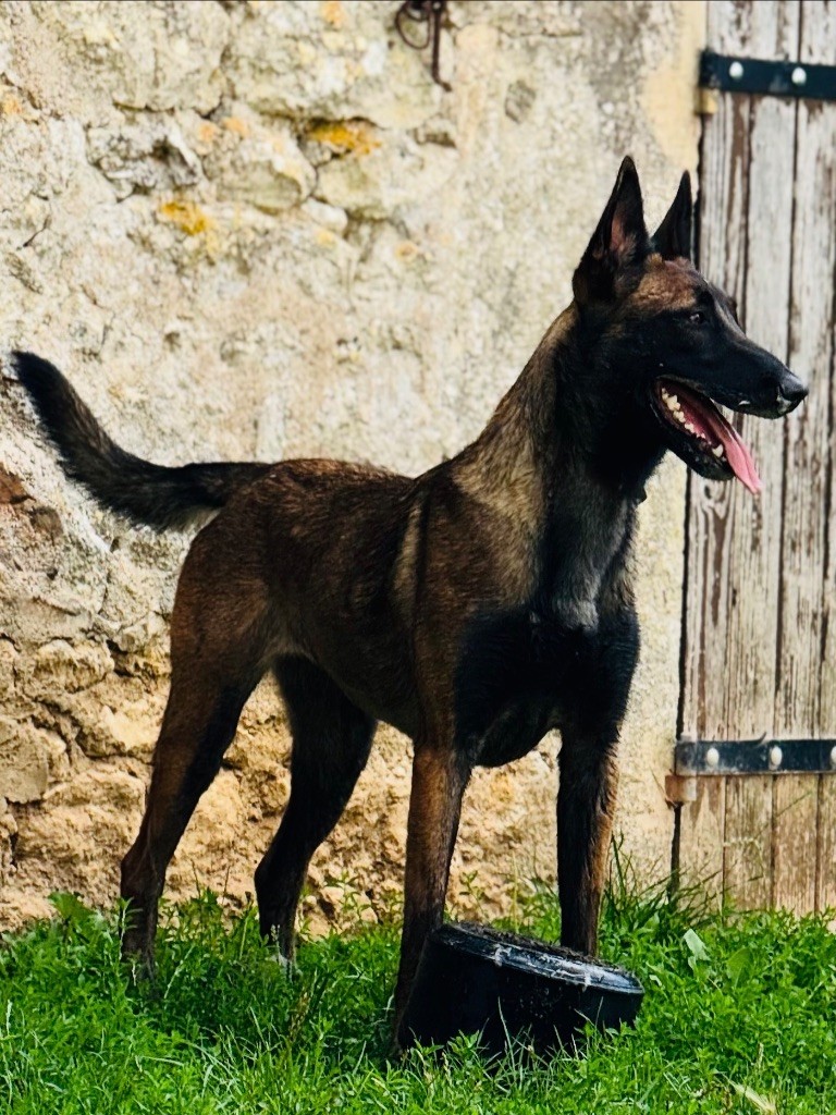 Victoria ùnica Vom Mond Schwarz