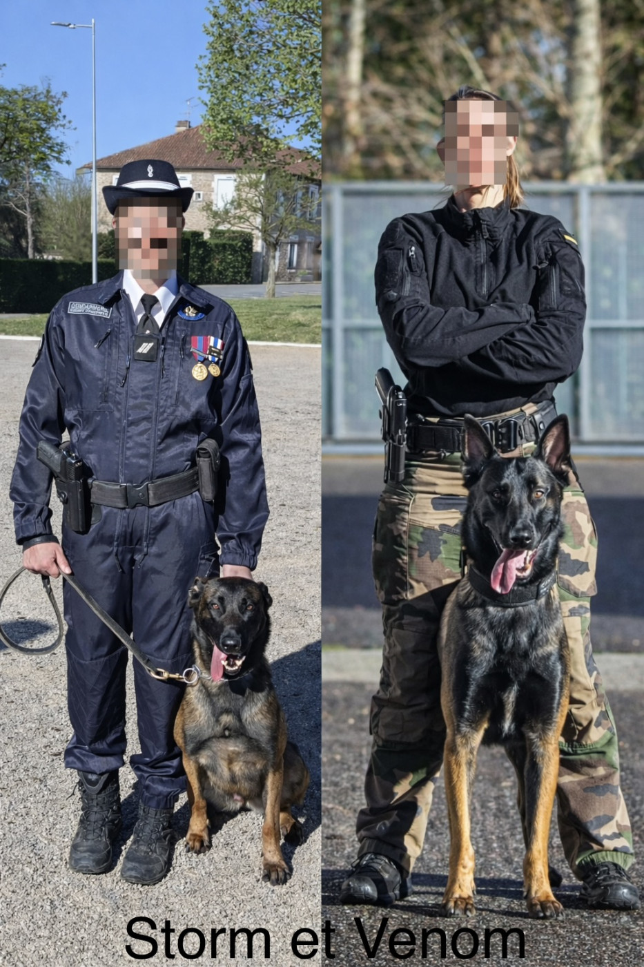 2 chiens issus de la même portée - Engagés dans la même institution