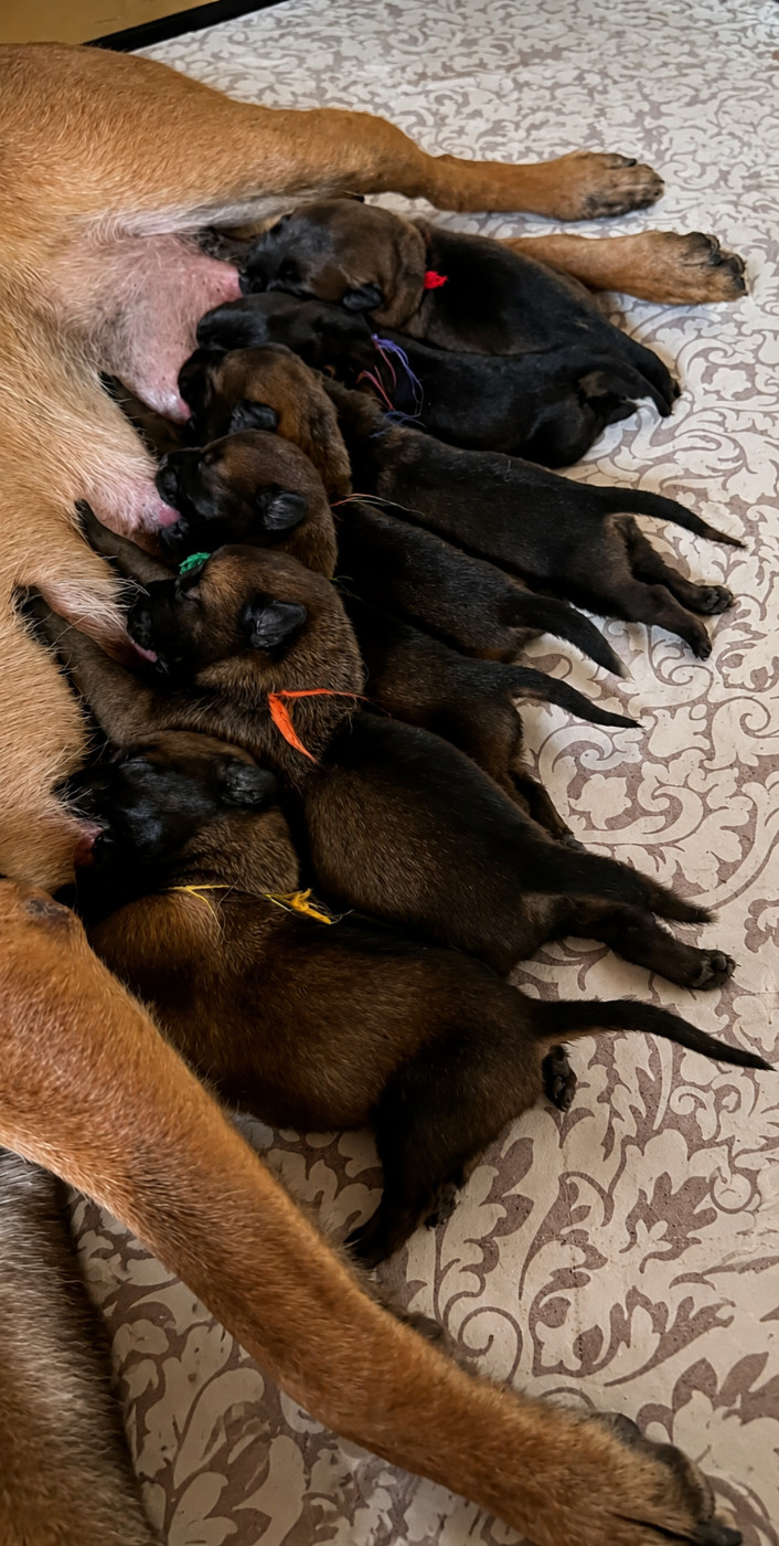 Chiot Berger Belge Vom Mond Schwarz