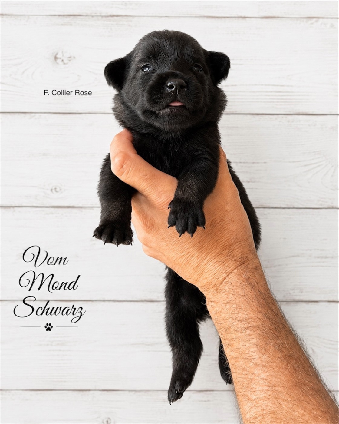 Vom Mond Schwarz - Chiots disponibles - Berger Belge