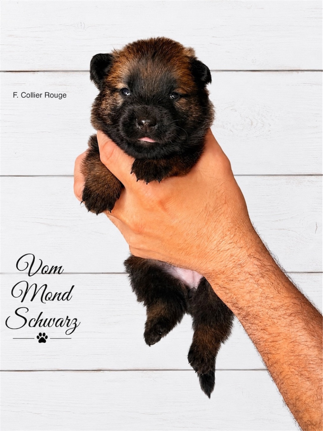 Vom Mond Schwarz - Chiots disponibles - Berger Belge