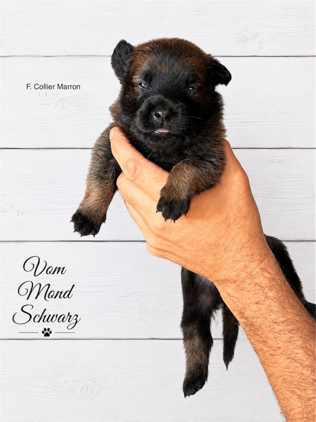 Vom Mond Schwarz - Chiots disponibles - Berger Belge