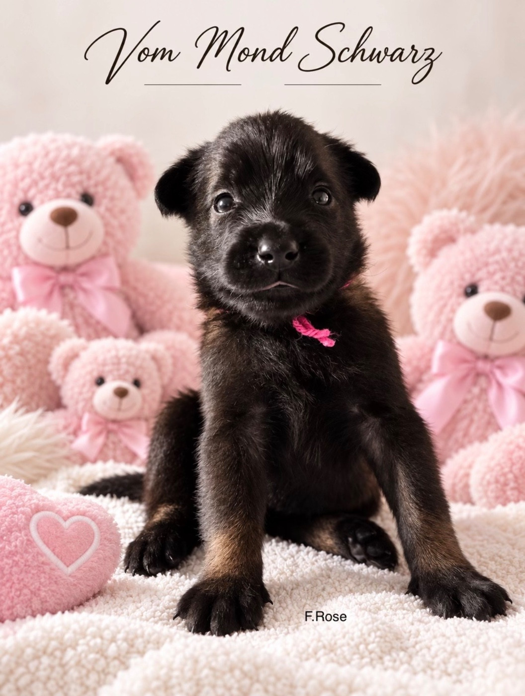 Vom Mond Schwarz - Chiots disponibles - Berger Belge