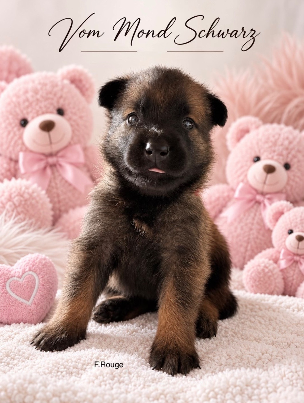 Vom Mond Schwarz - Chiots disponibles - Berger Belge