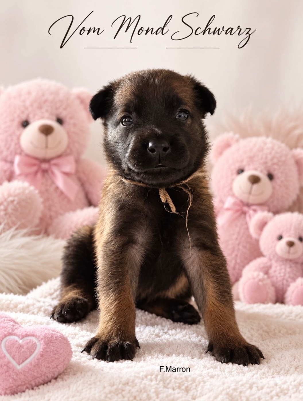 Vom Mond Schwarz - Chiots disponibles - Berger Belge
