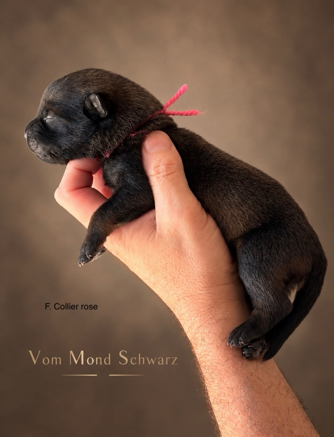 Vom Mond Schwarz - Chiots disponibles - Berger Belge