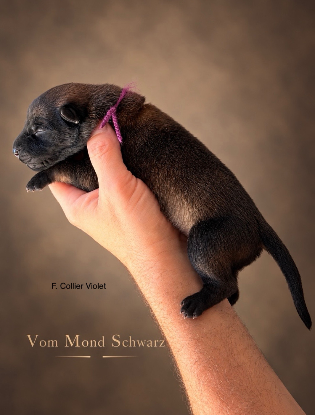 Vom Mond Schwarz - Chiots disponibles - Berger Belge