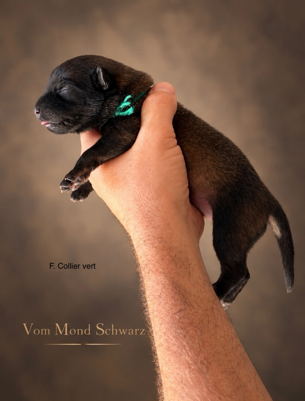 Vom Mond Schwarz - Chiots disponibles - Berger Belge