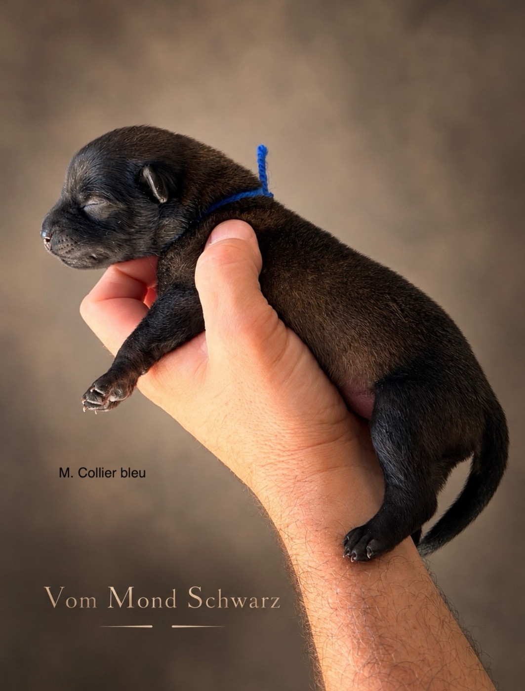 Vom Mond Schwarz - Chiots disponibles - Berger Belge