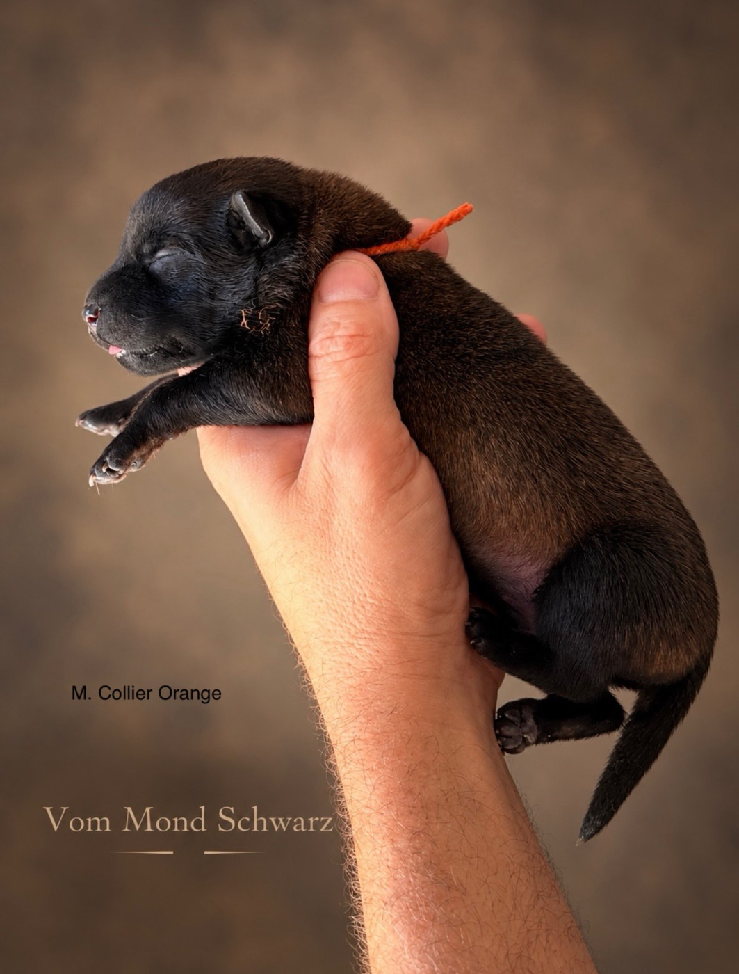 Vom Mond Schwarz - Chiots disponibles - Berger Belge