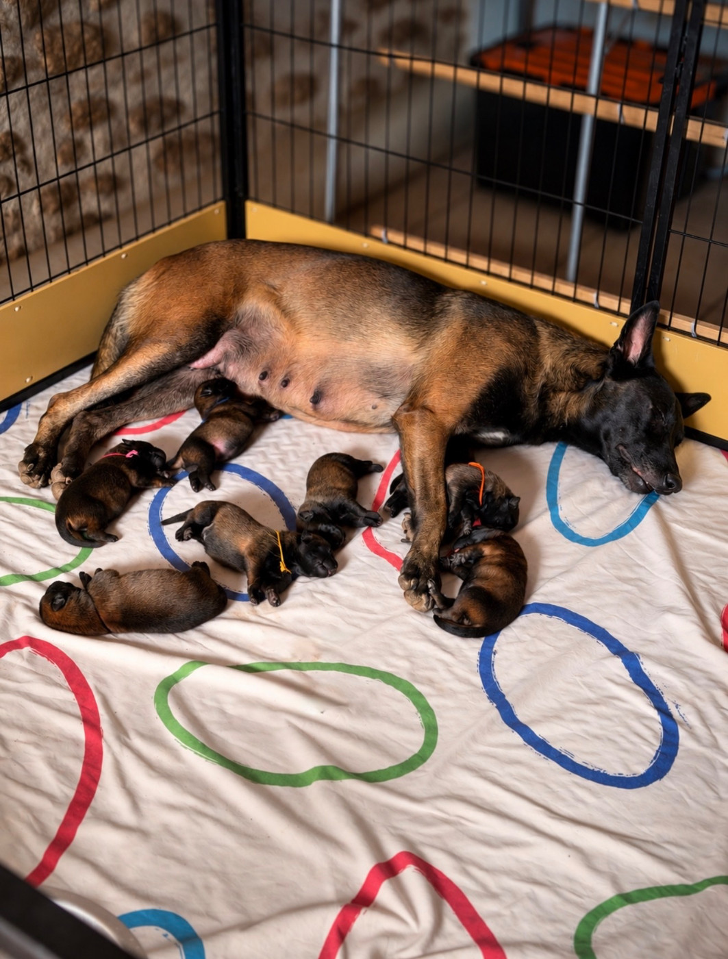 Chiot Berger Belge Vom Mond Schwarz