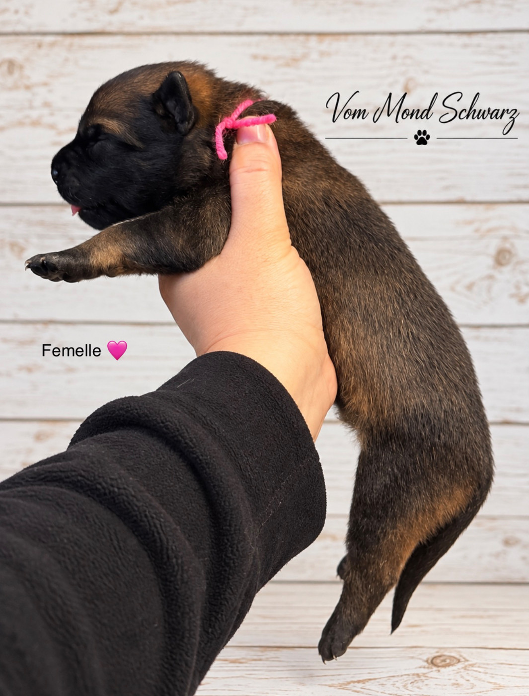 Vom Mond Schwarz - Chiots disponibles - Berger Belge