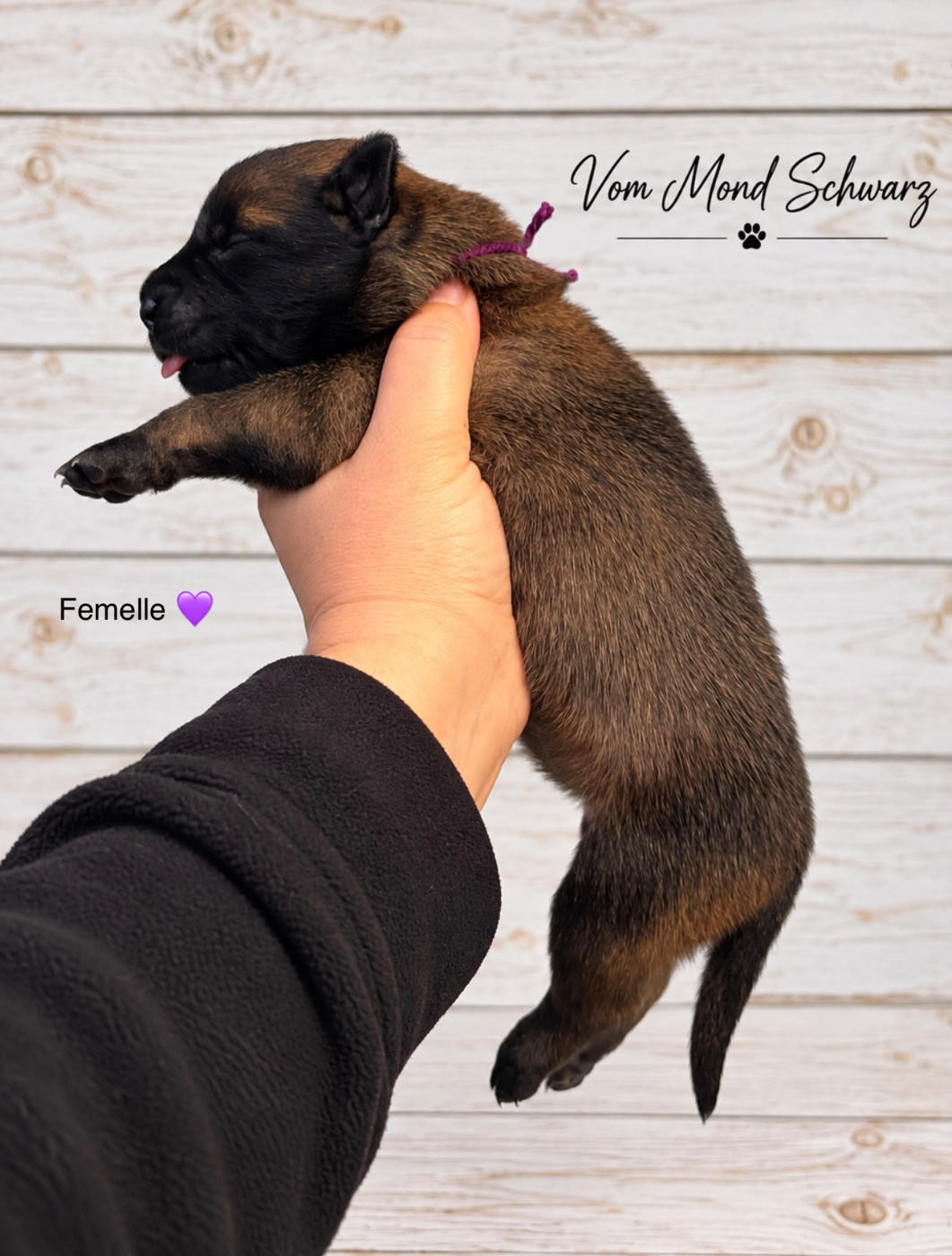 Vom Mond Schwarz - Chiots disponibles - Berger Belge