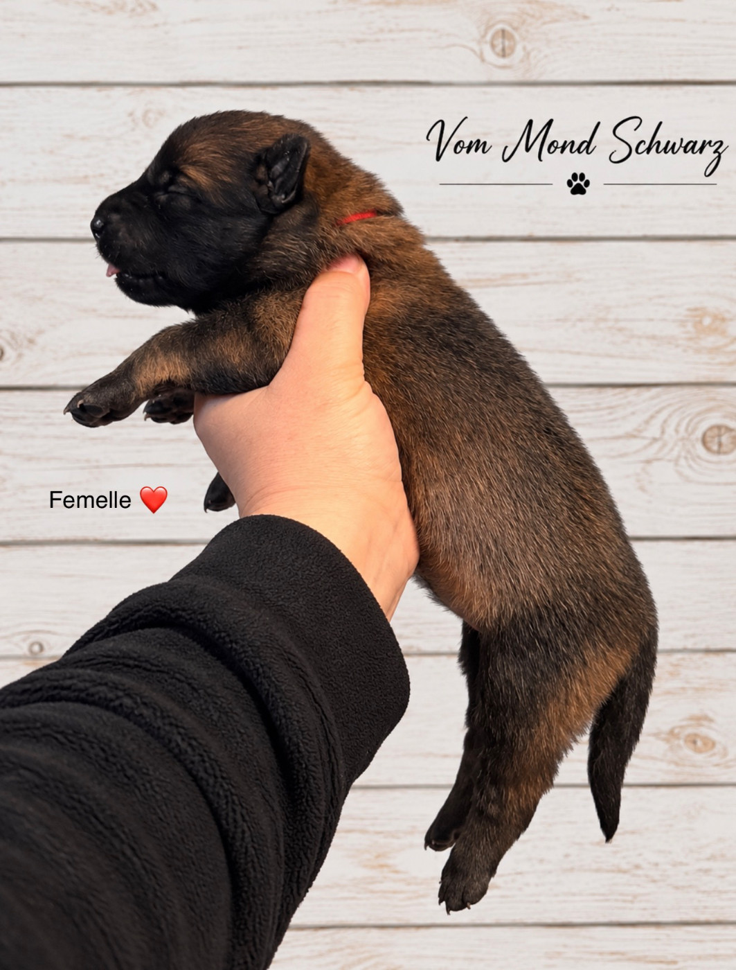 Vom Mond Schwarz - Chiots disponibles - Berger Belge