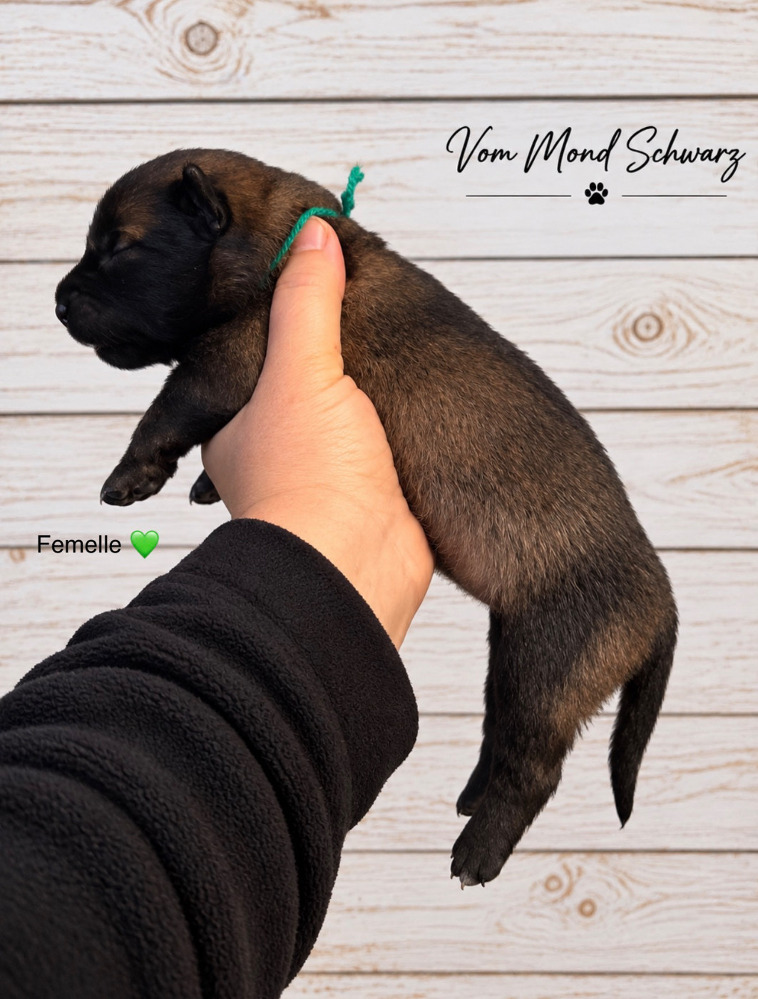Vom Mond Schwarz - Chiots disponibles - Berger Belge