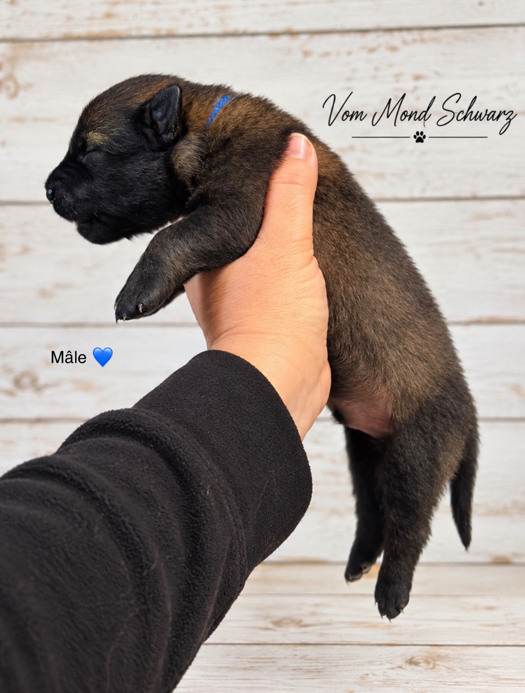 Vom Mond Schwarz - Chiots disponibles - Berger Belge