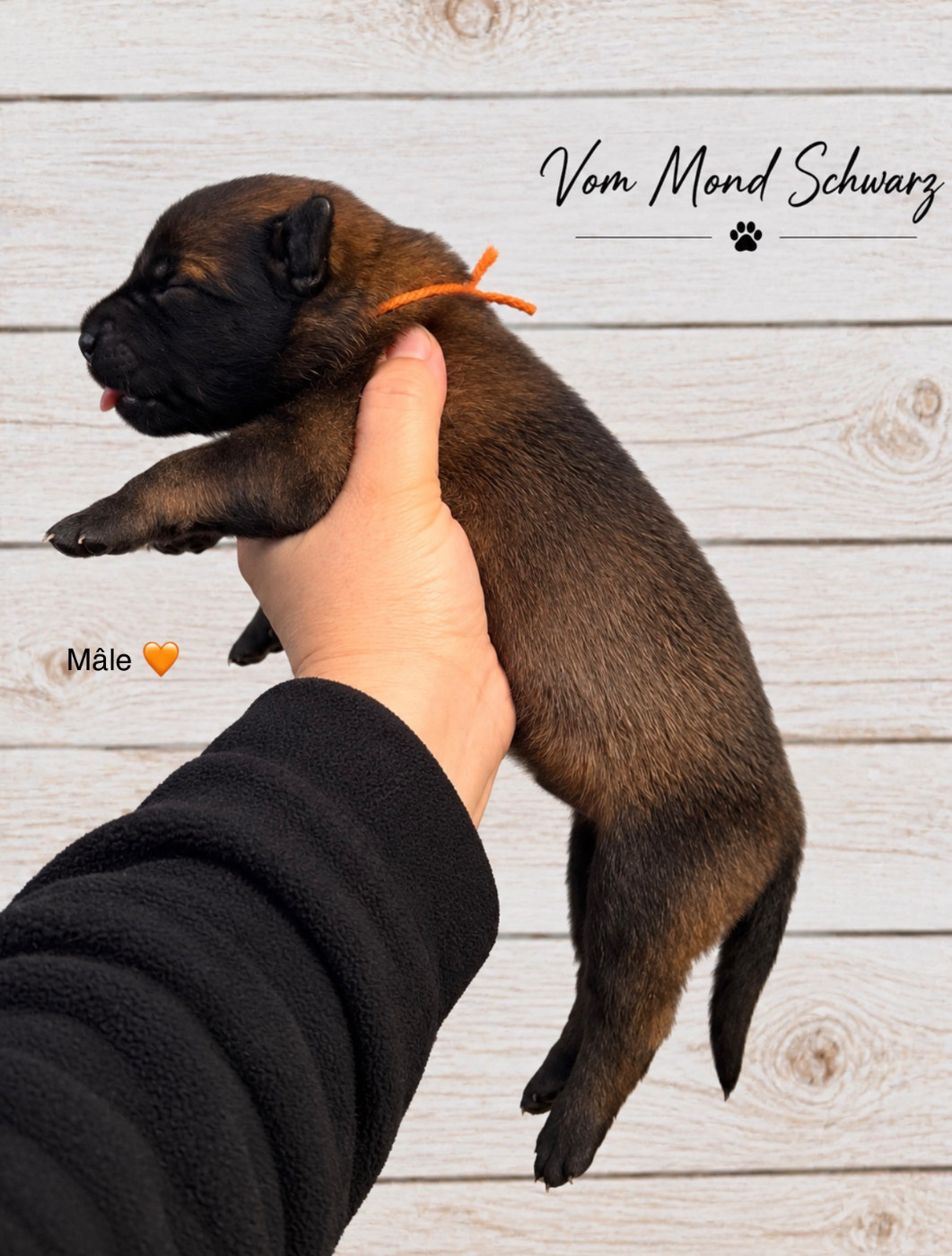 Vom Mond Schwarz - Chiots disponibles - Berger Belge