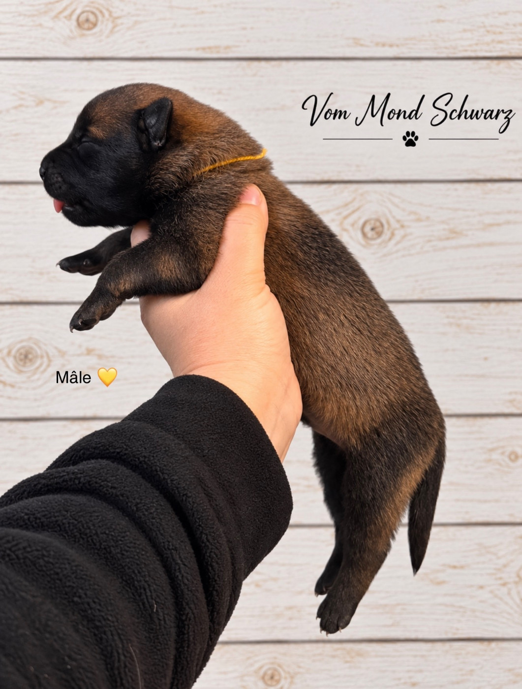 Vom Mond Schwarz - Chiots disponibles - Berger Belge